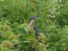 Ixobrychus sturmii