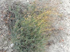 Bupleurum fruticescens