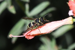 Ancistrocerus bustamente