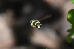 Ancistrocerus bustamente