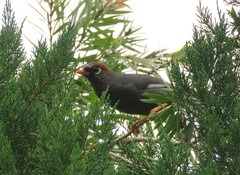 Pterorhinus mitratus