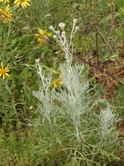 Senecio viravira