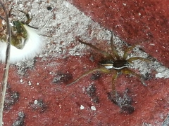 Diapontia uruguayensis