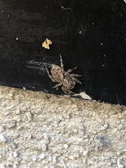 Mexigonus morosus