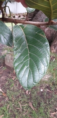 Ficus tequendamae