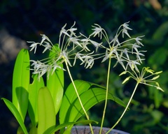 Bulbophyllum laxiflorum