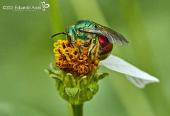 Augochloropsis ignita