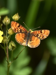 Phyciodes orseis