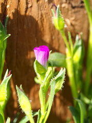 Calandrinia breweri