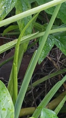 Patagioenas cayennensis