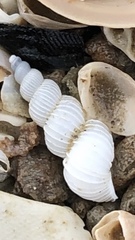 Epitonium multistriatum