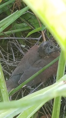 Patagioenas cayennensis