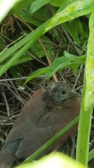 Patagioenas cayennensis