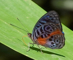 Eunica sophonisba