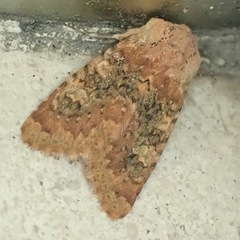 Polymixis argillaceago