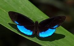 Eunica sophonisba