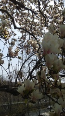 Magnolia × soulangeana