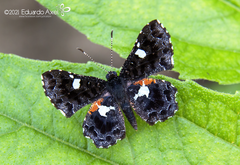 Calydna sturnula
