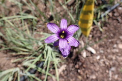 Sisyrinchium hitchcockii