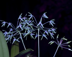 Bulbophyllum laxiflorum