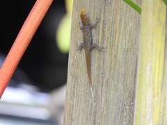 Gonatodes albogularis albogularis