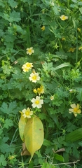 Malveae
