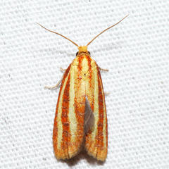 Sparganothis tristriata