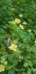 Malveae