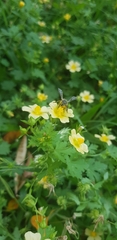 Malveae