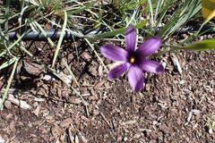 Sisyrinchium hitchcockii