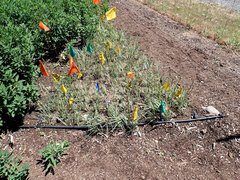 Sisyrinchium hitchcockii