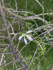 Bauhinia grandidieri