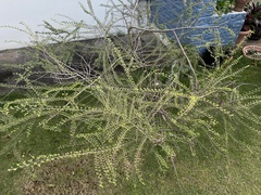Bauhinia grandidieri