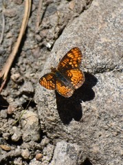 Phyciodes orseis