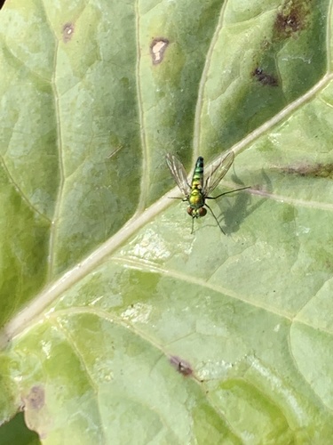 Dolichopodidae image