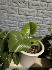 Proiphys amboinensis