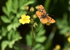 Phyciodes orseis