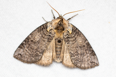 Euthyatira semicircularis