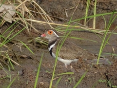 Charadrius forbesi