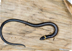 Three-Clawed Worm-Skink photo 2