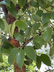 Artocarpus hypargyreus