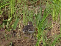 Charadrius forbesi