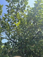 Artocarpus hypargyreus