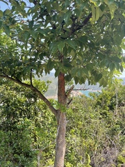 Artocarpus hypargyreus