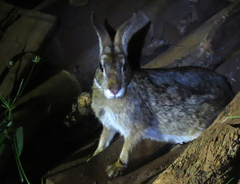 Sylvilagus brasiliensis