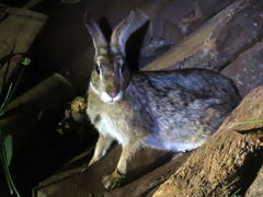 Sylvilagus brasiliensis