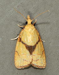 Cenopis mesospila