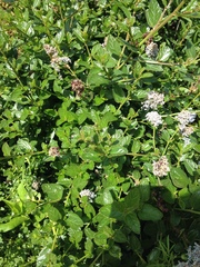 Ceanothus thyrsiflorus griseus