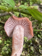 Laccaria
