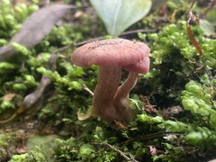 Laccaria